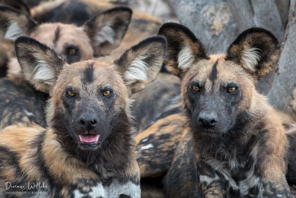 Afrikanische Wildhunde - Linyanti Game Reserve - Botswana