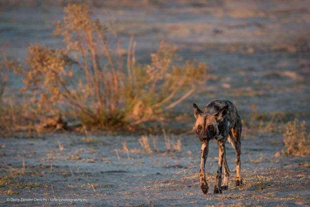 Afrikanischer Wildhund