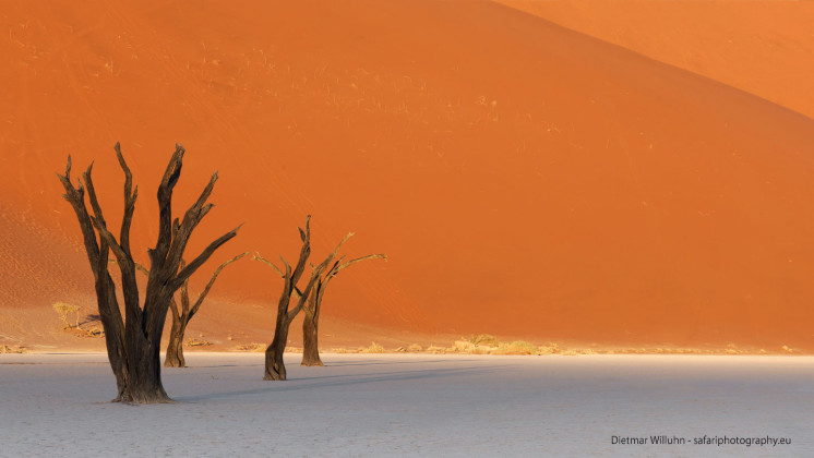 Dead Vlei