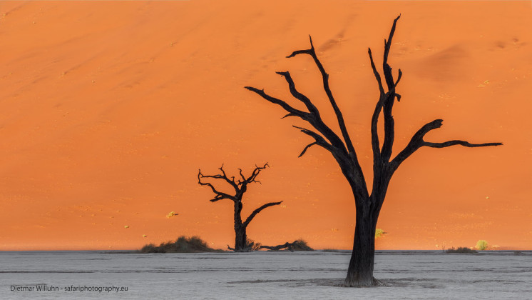 Dead Vlei