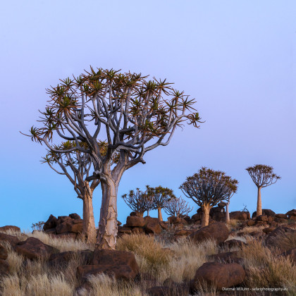 Quivertrees