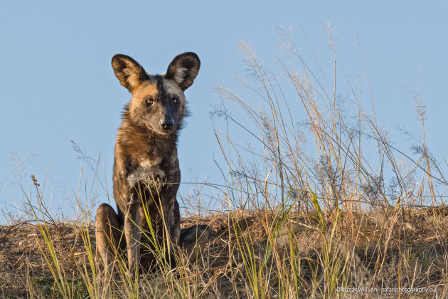 Afrikanischer Wildhund