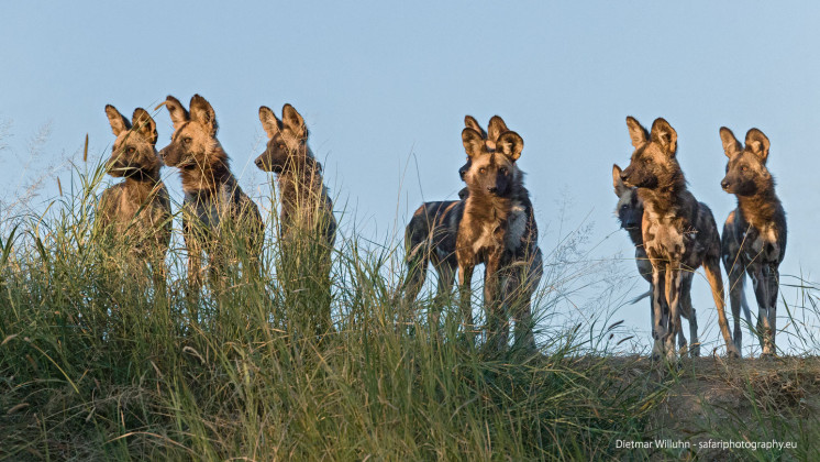 Afrikanische Wildhunde