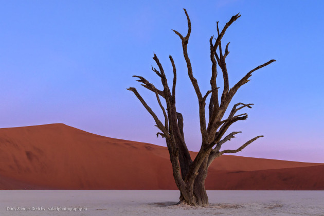 Dead Vlei