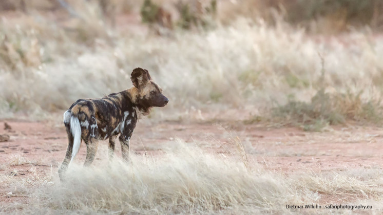 Afrikanischer Wildhund