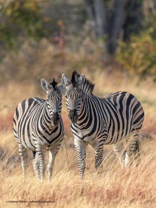 Zebras