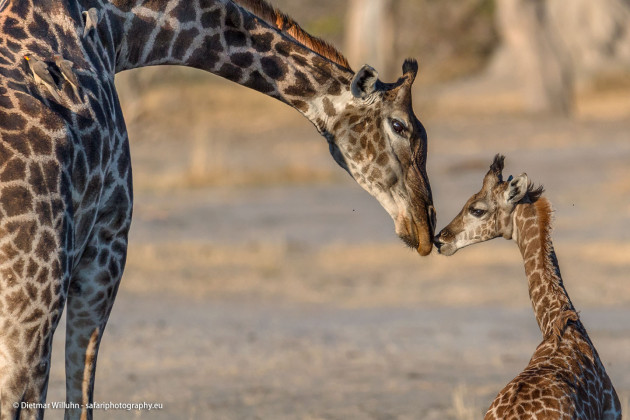 Giraffen