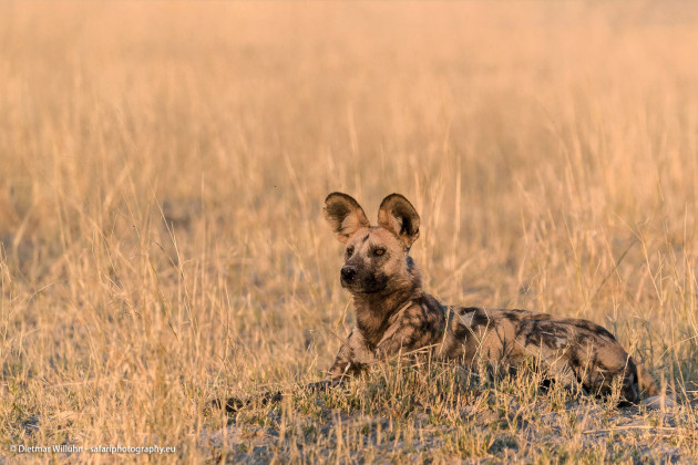 Afrikanischer Wildhund