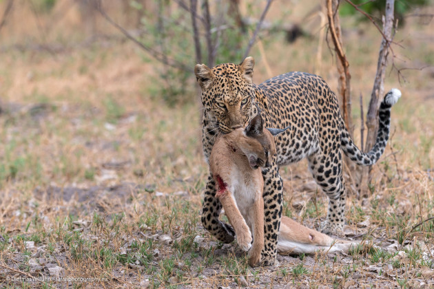 Leopard & Karakal