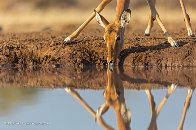 Impala Antilope