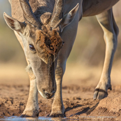 Elanantilope