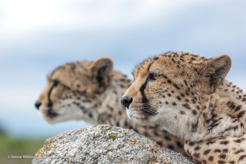 Geparden - Cheetahs Rock - Spanien