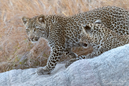 Leoparden