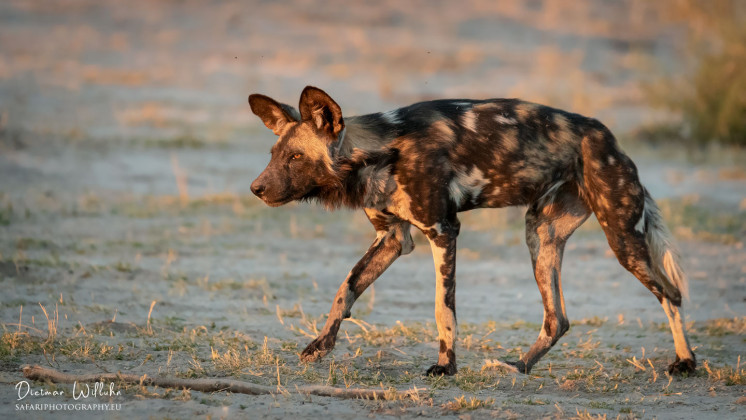 Afrikanischer Wildhund