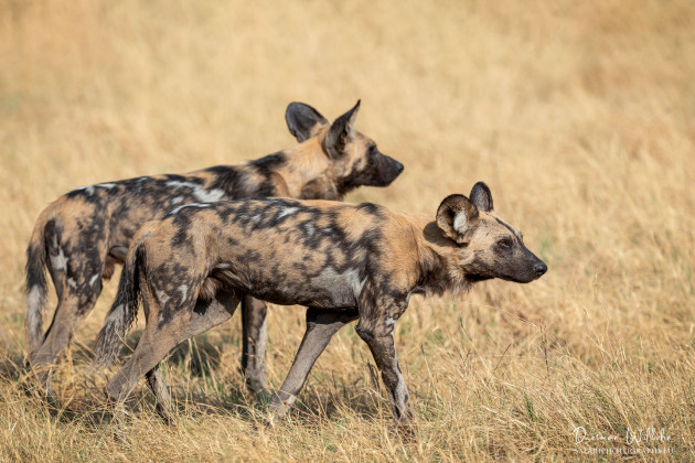 Afrikanische Wildhunde