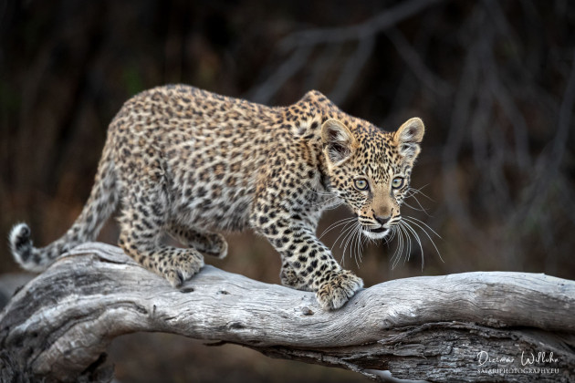 Leoparden Junges