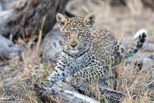 Leoparden Junges