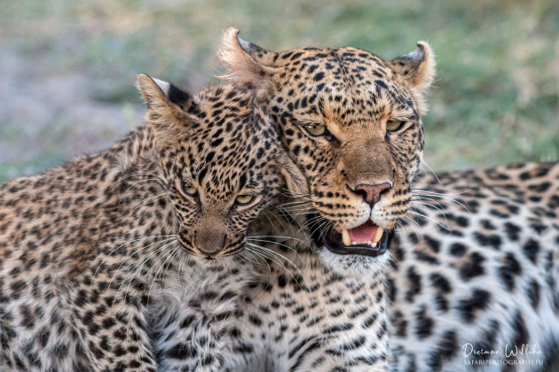 Leopardenfamilie