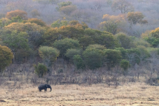 Lonely Elephant