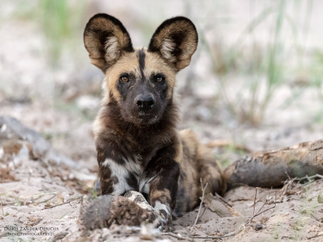 Afrikanischer Wildhund