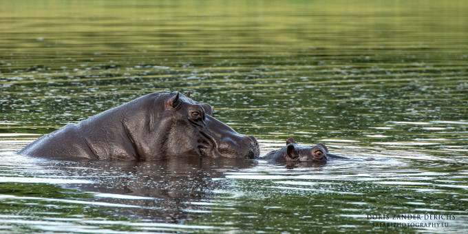 Hippos