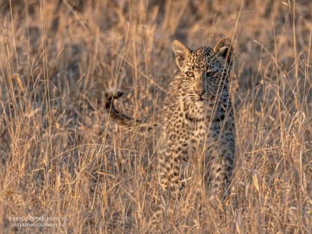 Leopardenbaby