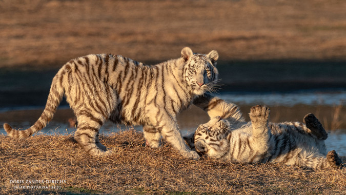 Weiße Tigerjunge