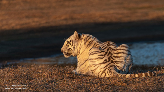 Weiße Tigerin