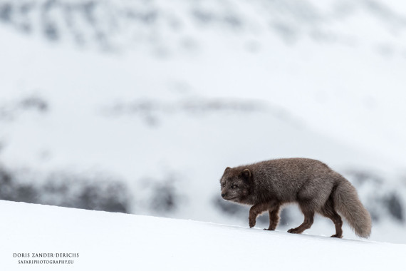 Polarfuchs