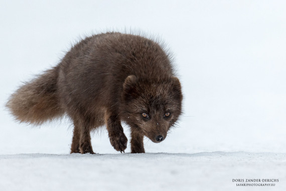 Polarfuchs