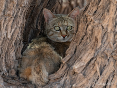 Afrikanische Wildkatze