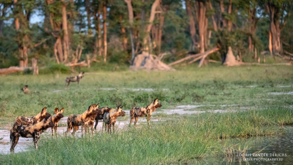 Afrikanische Wildhunde