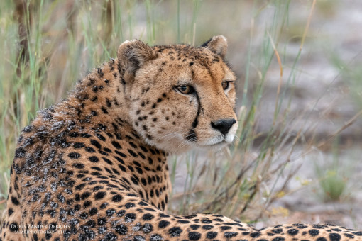 Gepard