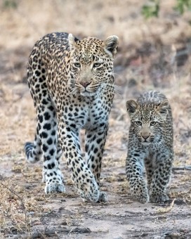 Leopardin mit Jungem - Londolozi Game R