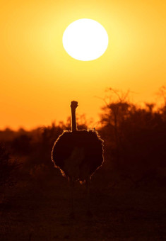 Afrikanischer Strauß