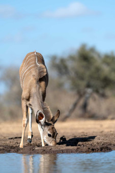 Kudu Antilope