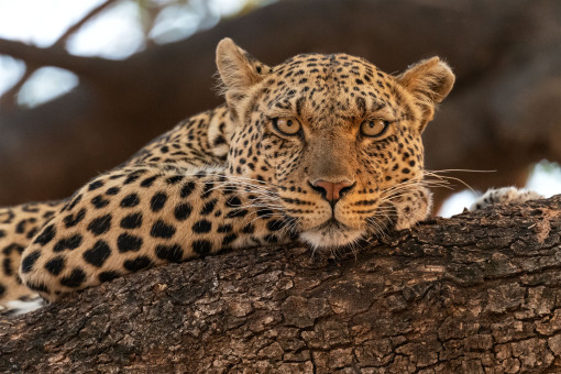 Leopardin