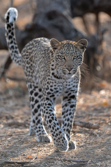 Leoparden Junges