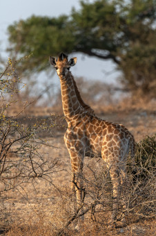 Giraffen Junges