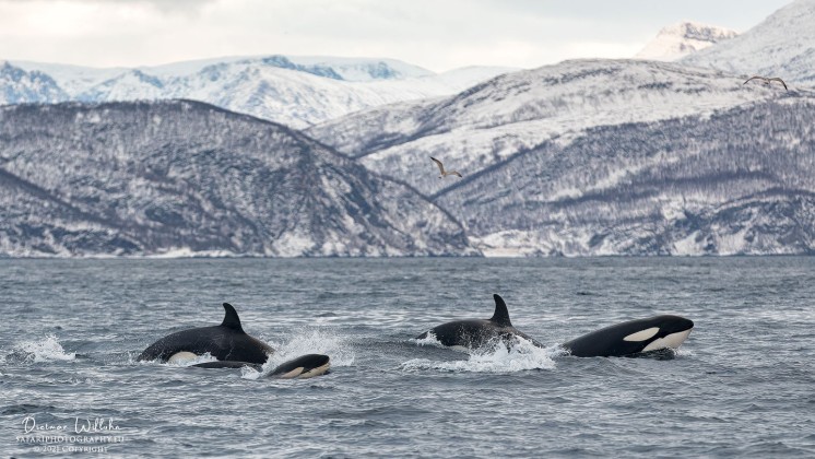 Orcas - Fjord von Skjervoy - Norwegen