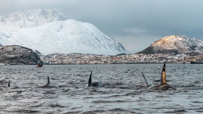 Orcas