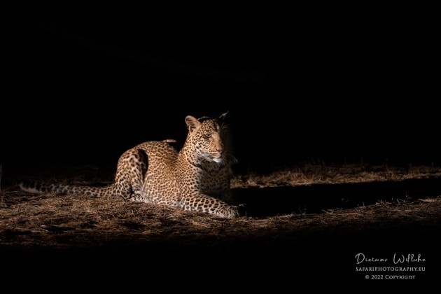 Leopard - South Luangwa National Park - Zambia