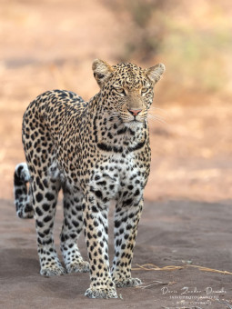 Leopardin