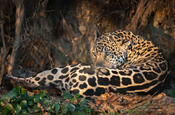 Jaguar