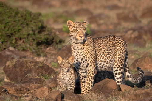 Leopardin mit Jungem