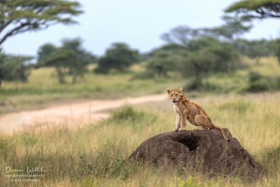 Junger Löwe - Serengeti National Park - Tanzania