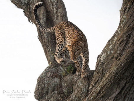 Leopard