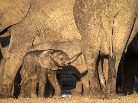 Elephants