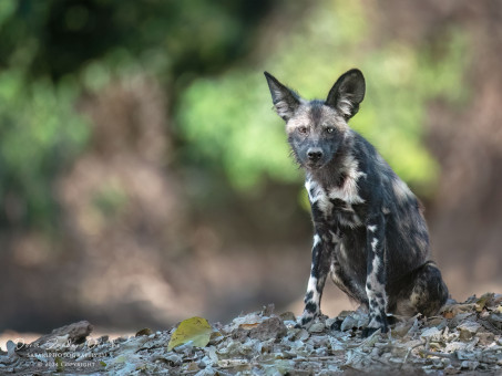 African Wild Dog