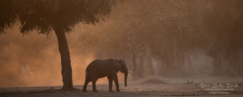 Elephant in Mystic Light